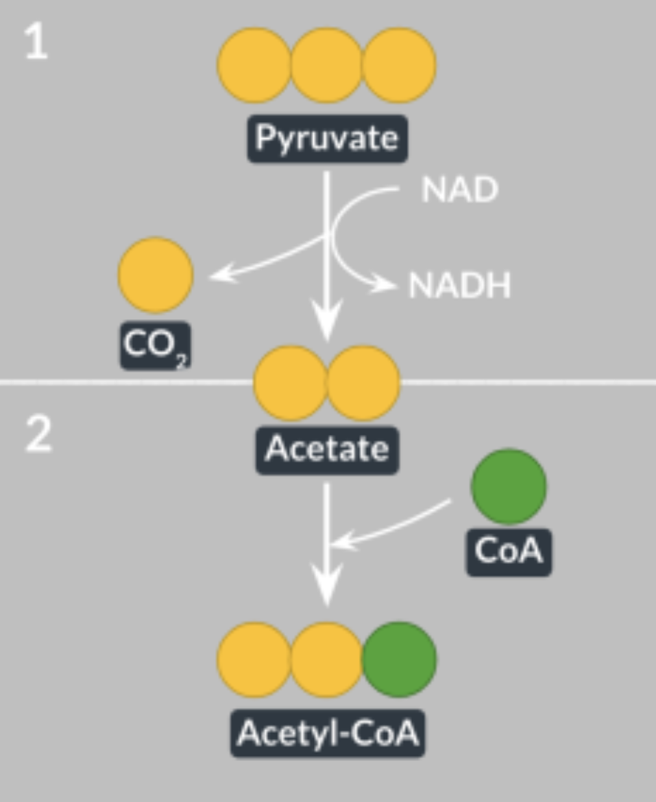 <ol><li><p>pyruvate moves into the mitochondrial matrix by active transport </p></li><li><p>pyruvate looses carbon in the form of CO2 and gets oxidised (looses H)</p></li><li><p>the H reduces a molecule of NAD→NADH </p></li><li><p>this leaves behind a molecule of acetate</p></li><li><p>coenzyme A is added, which converts acetate into acetyl CoA </p></li></ol><p>doesnt produce ATP, purpose is to produce acetyl-CoA</p><p>coenzyme A isn’t the only co enzyme used, NAD is also a coenzyme </p><p>why is coenzyme A added?</p><p>in the Krebs cycle, the reaction of the 4C molecule with acetyl-CoA is catalysed by an&nbsp;enzyme. to function properly, this enzyme needs a coenzyme = coenzyme A</p><p></p><p></p>