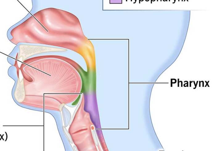 <p>Muscular tube serving as a shared passageway for air and food.</p>