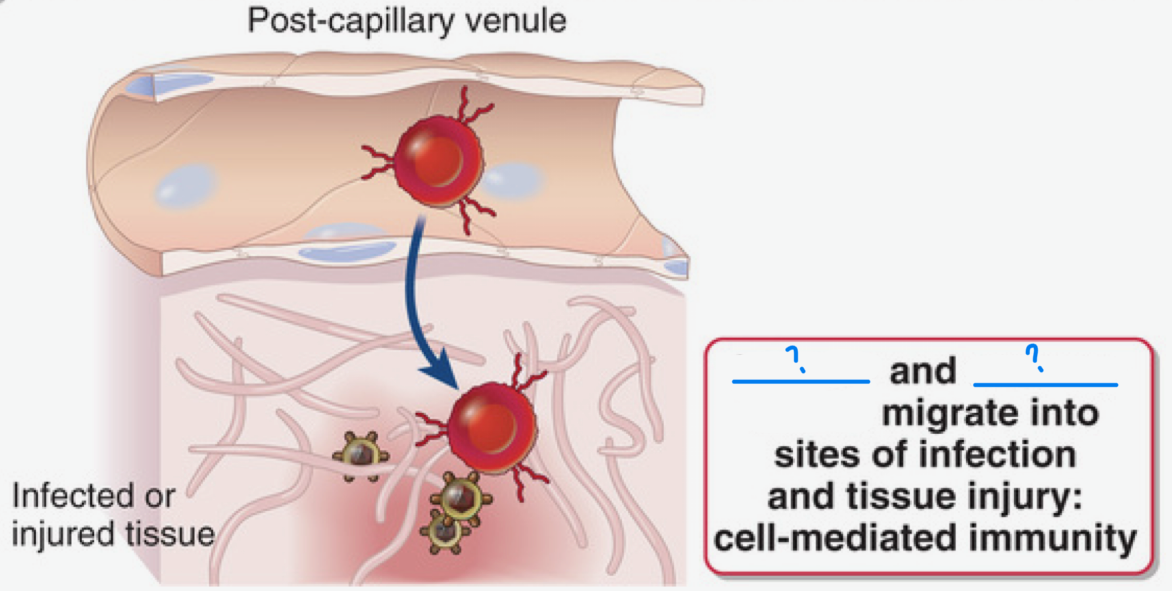 <p><strong>Cell-mediated immunity</strong> is when _ and _ migrate into sites of infection and tissue injury</p>