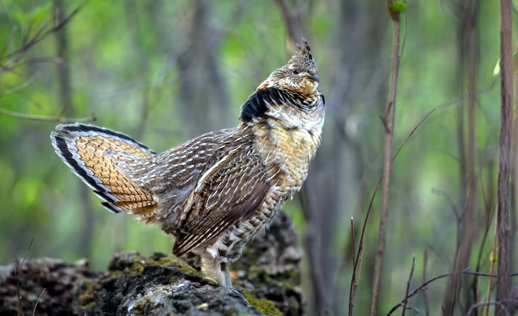 <p>What is the habitat of/for a Ruffed Grouse? </p>