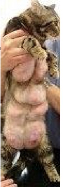 <p>A 2yo queen that was in heat 3 weeks ago is presented with enlargement of the mammary glands. What is the best treatment for this condition?</p>