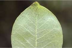 <p>blunt or rounded leaf tip where the angle between the leaf margins exceeds 90 degrees</p>