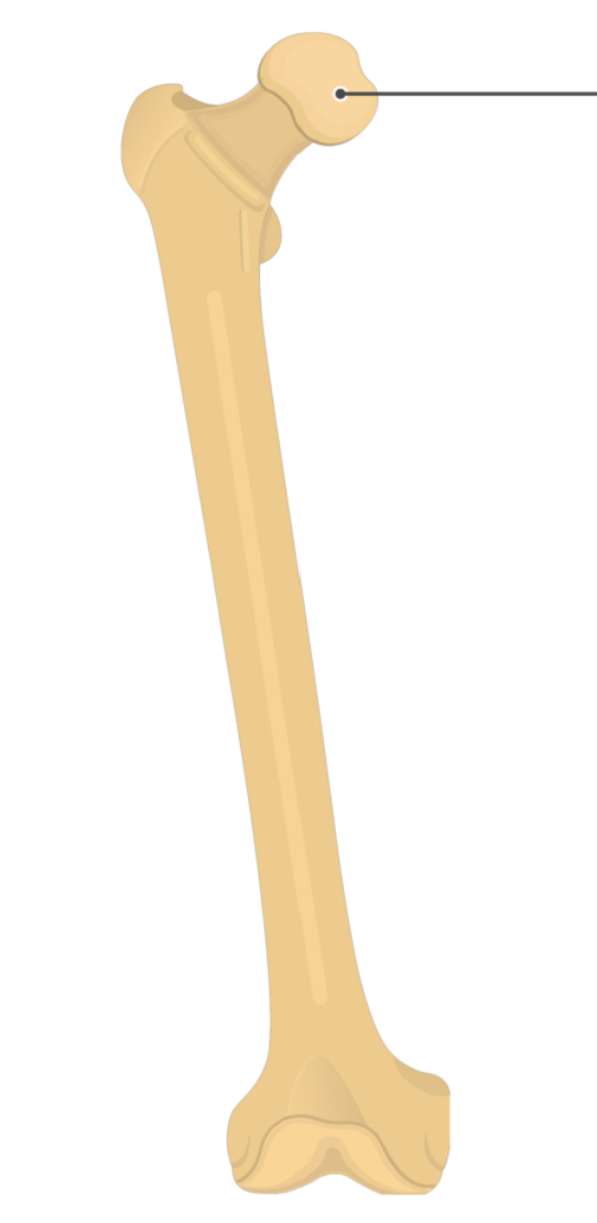 <p>What is this pointing to? What bone is it on?</p>