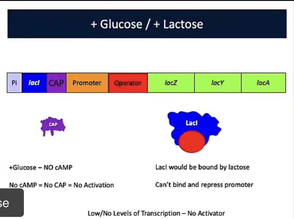 <p>No Lactose/ + Glucose</p>