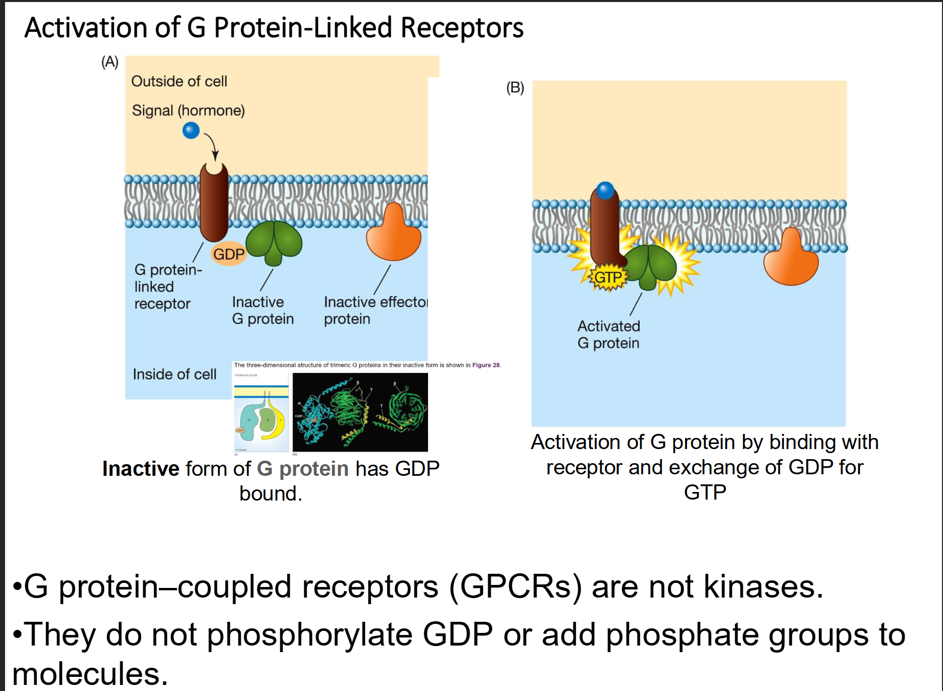 <ul><li><p><strong>Reception:</strong> A ligand binds to the GPCR, causing a shape change in the receptor.</p></li><li><p><strong>Activation:</strong> The receptor binds to an inactive <strong>G protein</strong> (alpha, beta, gamma subunits), causing the alpha subunit to swap <strong>GDP for GTP</strong>.</p></li><li><p><strong>Dissociation:</strong> The active alpha subunit (with GTP) breaks away and moves along the membrane to activate an <strong>effector protein</strong> (like Adenyl Cyclase). </p></li><li><p><strong>Second Messenger:</strong> The effector produces a second messenger (like <strong>cAMP</strong>), which triggers a downstream phosphorylation cascade and cellular response. </p></li><li><p><strong>Termination:</strong> The alpha subunit eventually hydrolyzes <strong>GTP back to GDP</strong>, becomes inactive, and reunites with the beta and gamma subunits to reset the cycle.</p></li></ul><p></p>