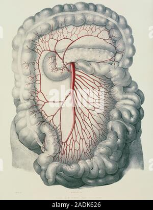 <p>Identify left inferior</p>