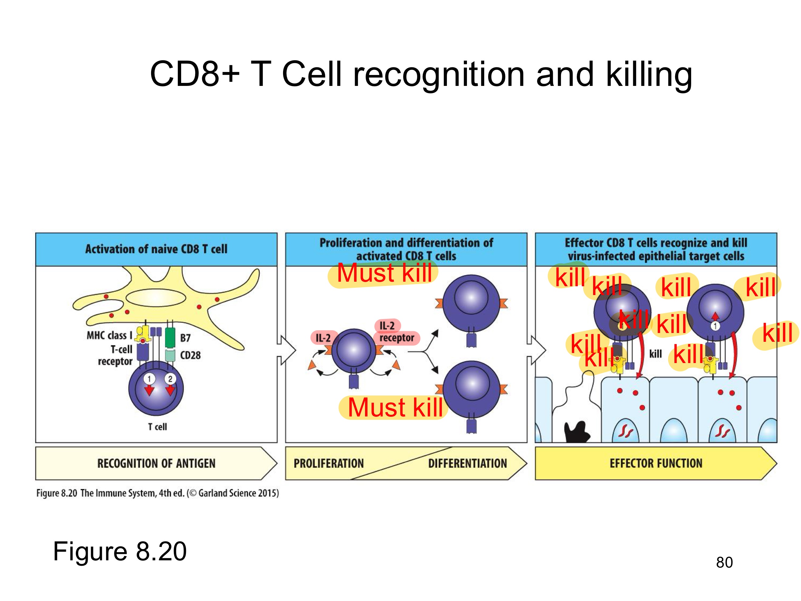 <p><strong><u>Obj. 14</u></strong></p><p>Describe how a CTL kills an infected cell.</p>
