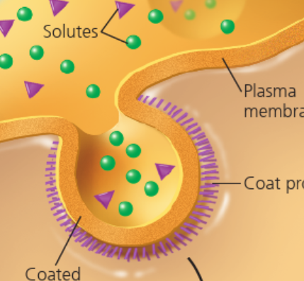 <p>pinocytosis</p>