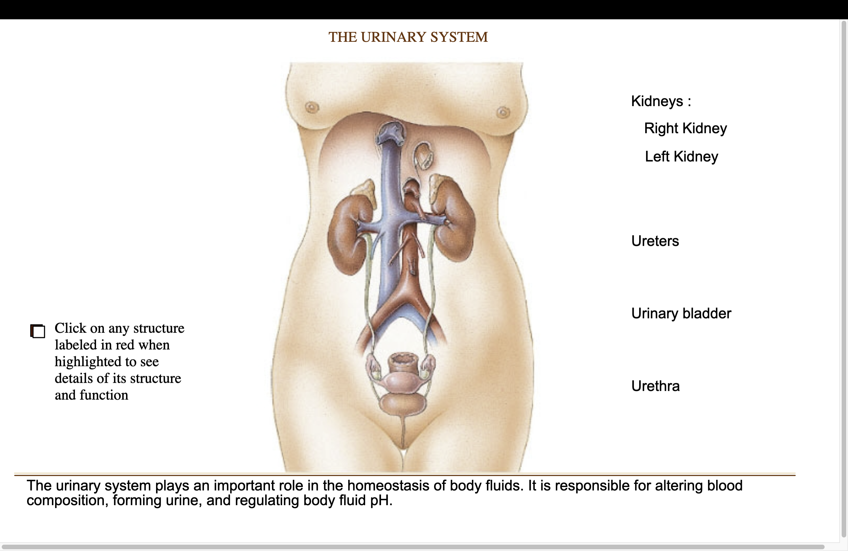 <p><strong>Urinary System</strong></p>