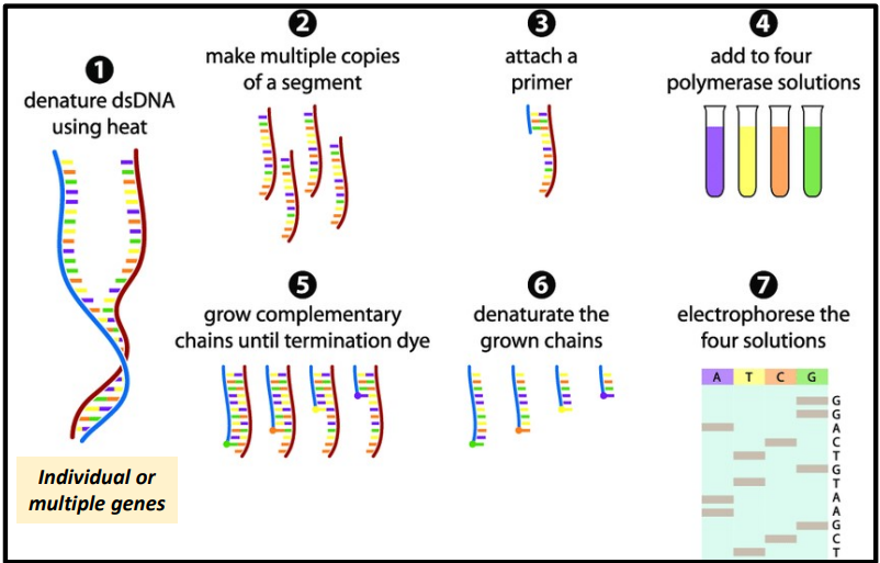 <ul><li><p>Better for looking at individual or multiple genes rather than the whole genome</p></li><li><p>high accuracy (99.99%). The gold standard of DNA sequencing</p></li></ul><p></p><p>Steps:</p><p>Harvest DNA of interest (usually one or some genes) → create DNA fragments and incorporate chain terminator sequences → use machine to determine which of the 4 nucleotides is positioned at the chain terminator nucleotide for each DNA fragment </p><p></p>