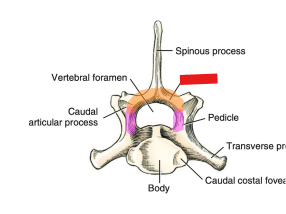 <p>Q: The vertebral arch consists of two pedicles (pink) and two …… (orange)</p><p>A. transverse processes </p><p>B. articular processes </p><p>C. lamina</p><p>D. spinous processes</p>