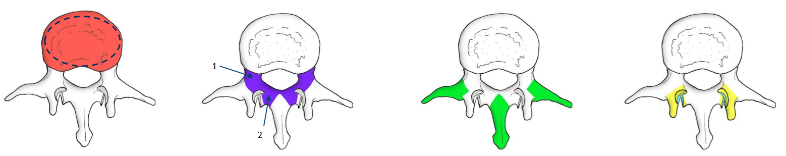 <p>Label the following diagram of sections of lumbar vertebrae</p>