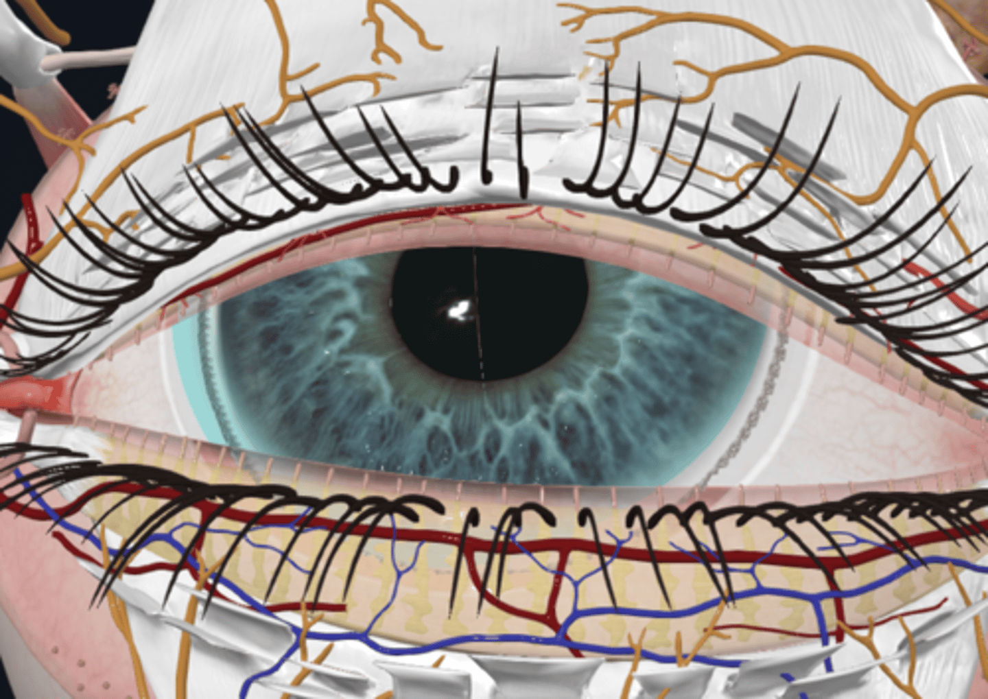 <p>What is the cornea (fibrous layer) and what are its characteristics</p>