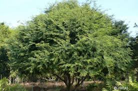 <p>Native to Africa but widely naturalized and cultivated throughout the Philippines; conservation status: not endangered. Most easily identified by its feathery, finely divided leaves and its long, curved brown pods filled with sticky sour pulp widely used in Filipino cuisine as a souring agent.</p><p>A large evergreen to semi-deciduous tree typically growing 15–25 meters tall, occasionally up to 30 meters, with a broad rounded crown about 10–20 meters wide. Trunk is 0.5–1.5 meters in diameter with dark gray, rough, deeply fissured bark. It develops a strong deep taproot with extensive lateral roots, making it highly drought tolerant. Branching begins above human height, forming a wide, dense canopy. Leaves are compound and pinnate with many small opposite leaflets (1–2 cm long), giving a fine, fern-like appearance. Flowers are small, yellowish with red streaks, borne in short clusters. Fruits are long, curved brown pods containing sticky sour pulp surrounding several hard seeds, dispersed mainly by gravity and human/animal use.</p><p>Widely used for edible fruit pulp (souring agent in cooking), shade, and urban roadside planting; also used in traditional medicine and wood for fuel and light construction. No significant toxicity reported for pulp, though seeds are not commonly eaten raw. In landscape applications, it is best suited for parks, campuses, and large residential or roadside plantings where its wide canopy and drought tolerance are valuable; it should be spaced properly due to large crown spread and surface roots, making it an excellent long-lived shade and multipurpose food tree.</p>