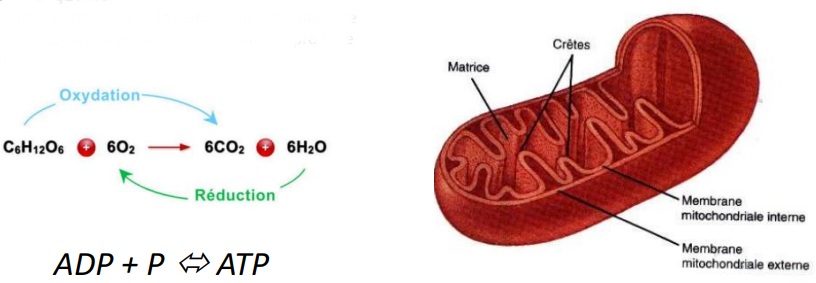 <p>Organes réniformes produisant la majeure partie de l’ATP de la cellule. </p><p>Entourée de 2 membranes ayant la même structure générale que la membrane plasmique. La membrane intérieure se replie sur elle-même pour former des crêtes. </p><p>Central énergétique : La mitochondrie est le siège de la respiration cellulaire; une réaction redox visant à dégrader le glucose afin de produire de l’énergie.</p>