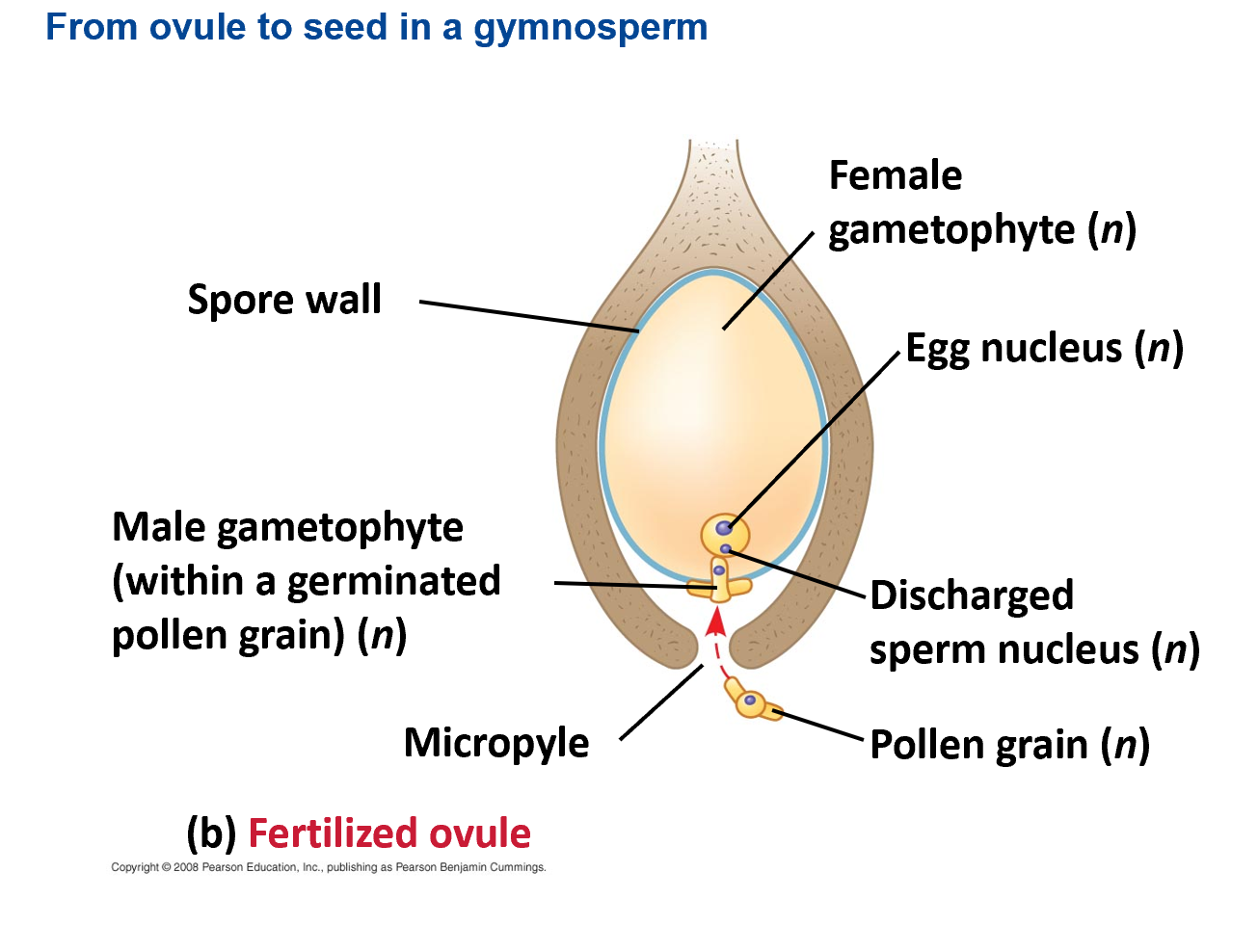<p>describe the process of gymnosperm fertilization</p>