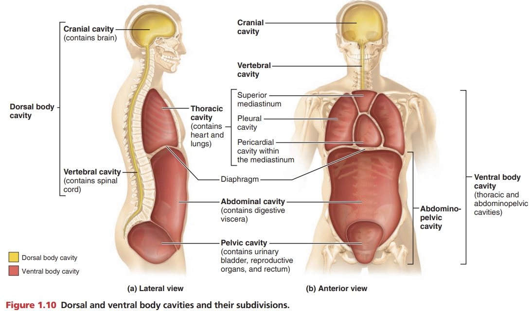 <p>Dorsal Body Cavity</p>
