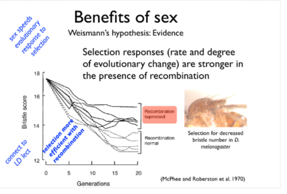 <p>Wesimann’s hypothesis example</p>