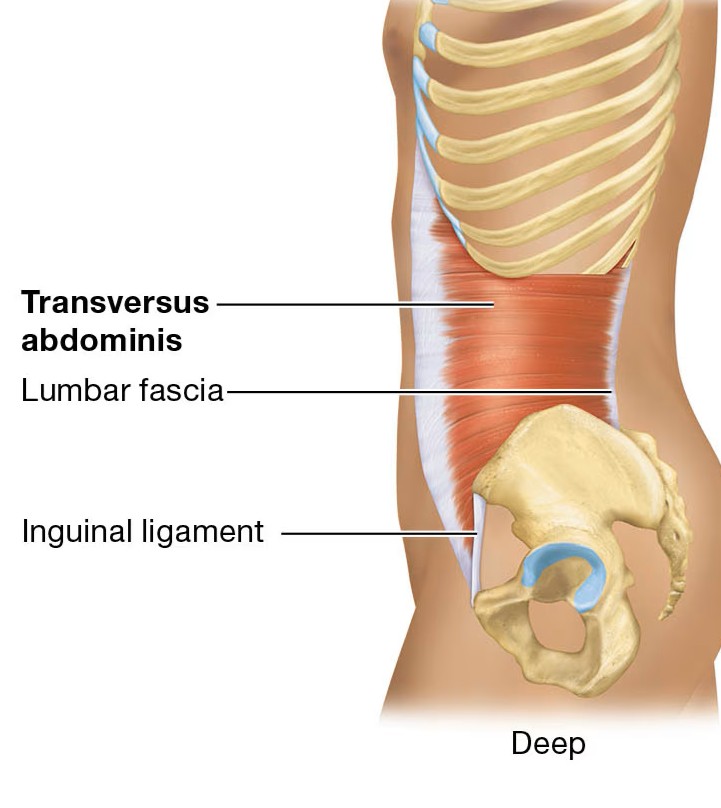 <p>deepest muscle of the abdomen</p><p>fibers run horizontal</p><p>compress abdominal cavity; urination, defecation, and child birth</p><p></p>