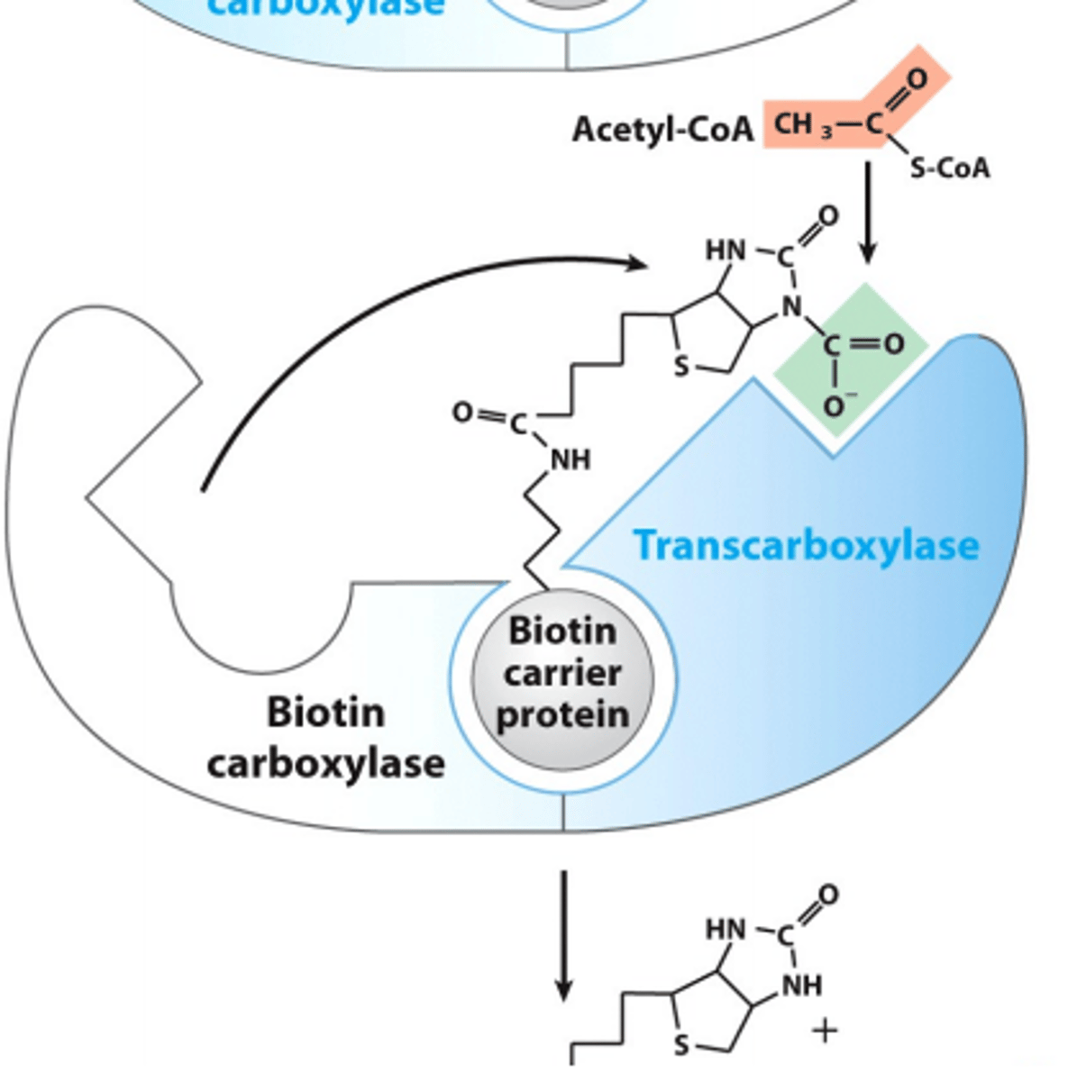 <p>1. Biotin carrier protein</p><p>2. Biotin carboxylase</p><p>3. Transcarboxylase</p>