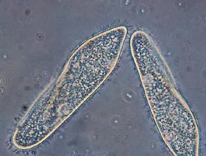 <p>Is <em>Paramecium</em> pathogenic or free-living?</p>