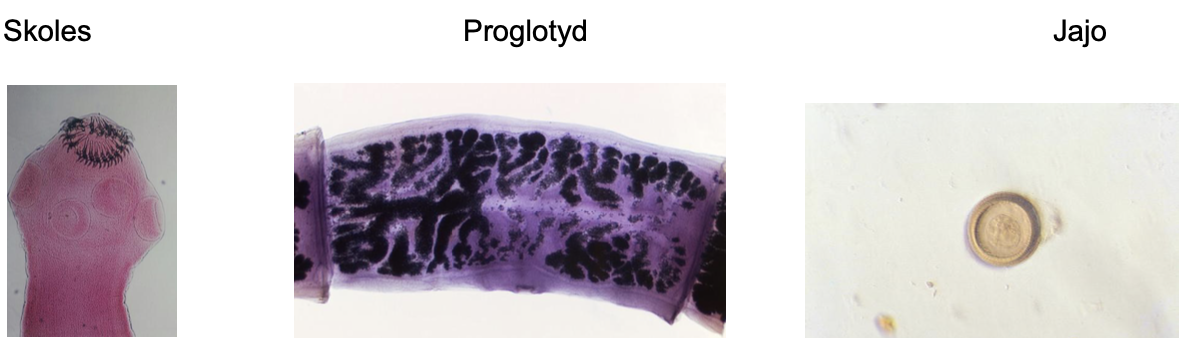 <p><strong>Taenia solium</strong> – skoleks z haczykami i przyssawkami, proglotydy maciczne, jaja w otoczce.</p>