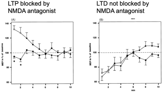 <ul><li><p><span style="background-color: transparent;">Pharmacological approach to the mechanisms of transcranial DC-stimulation- induced after-effects of human motor cortex excitability.&nbsp;</span></p></li><li><p><span style="background-color: transparent;">One group is undergoing learning, and the other group is not&nbsp;</span></p></li><li><p><span style="background-color: transparent;">No difference in LTD between the different groups</span></p></li></ul><p></p>