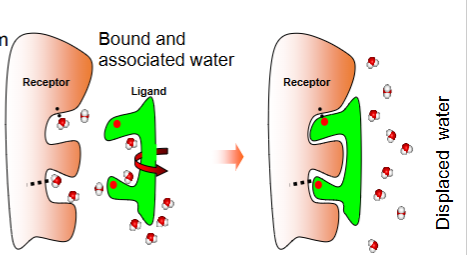 <p><span>Water molecules in the binding site are displaced, increasing entropy and contributing favourably to binding.</span></p>