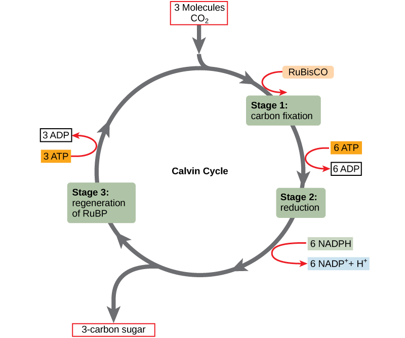 <p>In the stroma of the chloroplast, carbon from CO2 is fixed into the glucose. CO2 reacts w/ the hydrogen, oxidizes into NADP+. ATP dephosphorylates into ADP, in which both travel back to PS2. The energy used from travel (and CO2 reacting w/ hydrgogen) creates glucose.</p>