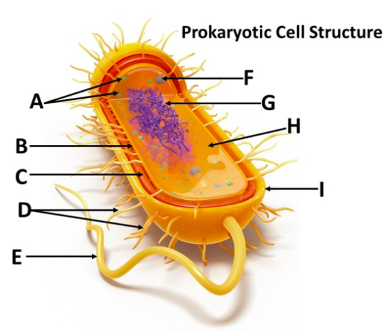 <p><span>Match the prokaryotic cell structure to the letter designation in the drop downmenu.</span></p>
