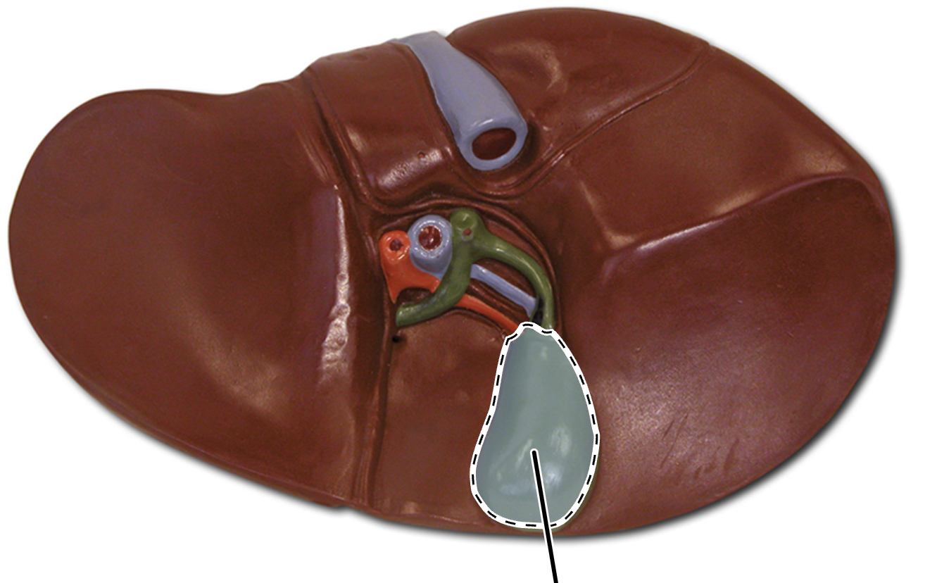 <ul><li><p>muscular sac on the posteriorinferior liver </p></li><li><p>stores, concentrates, and releases bile </p></li></ul><p></p>