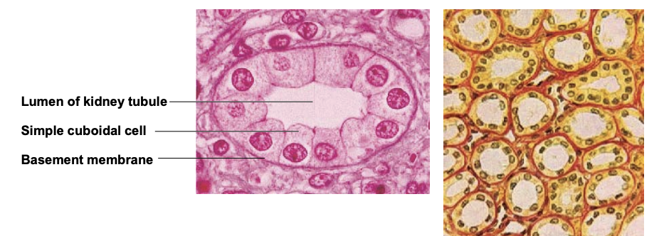 <ul><li><p>simple cuboidal</p></li><li><p>absorption and secretion</p></li><li><p>one layer of cube-shaped cells</p></li><li><p>kidney tubules, glands</p></li></ul><p></p>