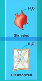 <ul><li><p>Higher concentration outside the cell caused water to diffuse out of the cell, which shrunk</p></li></ul><p><strong>Movement</strong>: Water leaves the cell</p><p><strong>Animal cells</strong>: Shriveled (Shrinks)</p><p><strong>Plant cells</strong>: Plasmolyzed/Plasmolysis (Membrane shrinks away)</p><p></p>