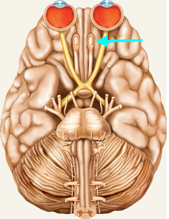 <p>Nerve, number, sensory or motor?</p>