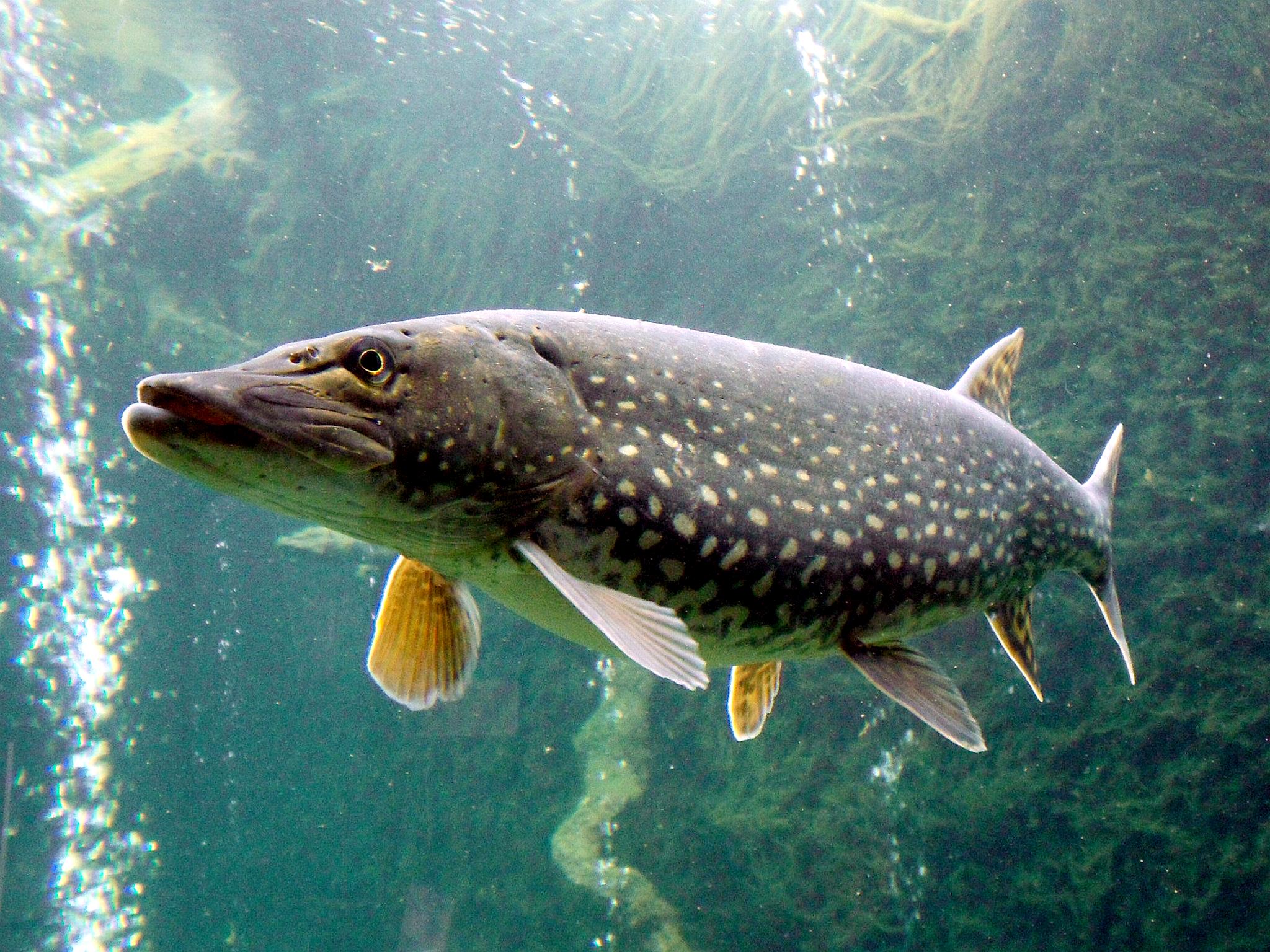 <p>pike</p>