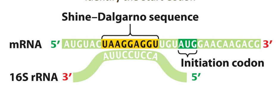 <p>• the 16S rRNA plays a functional role in initiation of translation </p><p>• the small subunit of the bacterial ribosome recognizes the ShineDalgarno sequence in the mRNA by complimentary base pairing with the 16S rRNA </p><p>• this allows the ribosome to know exactly where the AUG translation start codon is</p>