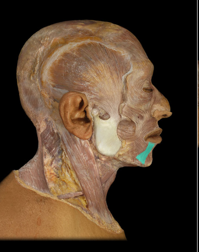 <p>Depressor labii inferioris m.</p>