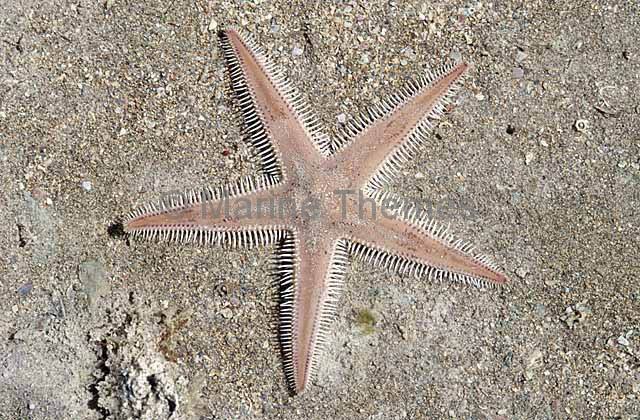 <p>Spiny Sand Star</p>