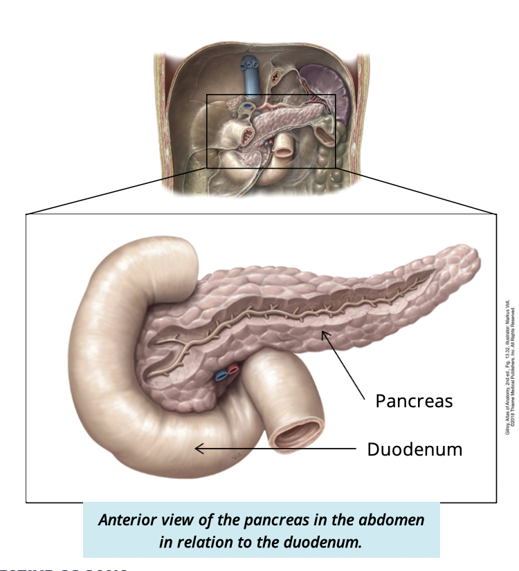 <ul><li><p>lobular organ → lies deep to the stomach</p></li><li><p>both exocrine + endocrine functions</p></li></ul><p></p>