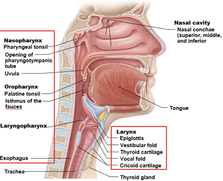 <p>nasopharynx </p>