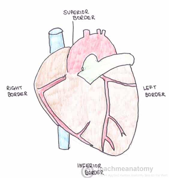 <p>formed by only the right atrium</p>