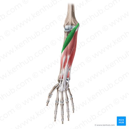 <p>Muscle in the shoulder/arm/forearm area that are on the front of forearm, and help extension of the wrists</p>