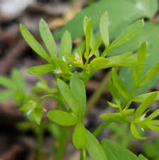 <p><strong>(<em>Floerkea proserpinacoides</em>)</strong> – Delicate spring ephemeral with lobed leaves. Moist woods. <strong>Autotroph.</strong><br><strong>Uses:</strong> Limited; ecological interest.</p>