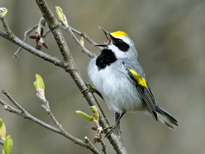 <p>golden-winged warbler </p><p>gold wing + crown <br>black mask + throat <br>gray body</p>
