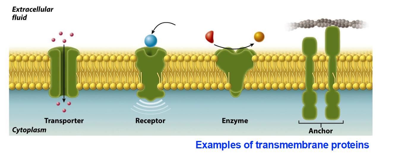 <ol><li><p><span style="line-height: 1.15;"><strong>Transporters</strong>: Move ions or molecules across the membrane</span><span>.</span></p></li><li><p><span style="line-height: 1.15;"><strong>Receptors</strong>: Bind to specific ligands (like substrates to enzymes) to trigger cellular responses</span><span>.</span></p></li><li><p><span style="line-height: 1.15;"><strong>Enzymes</strong>: Catalyze chemical reactions at the membrane surface</span><span>.</span></p></li><li><p><span style="line-height: 1.15;"><strong>Anchors</strong>: Attach the membrane to other structures like the cytoskeleton</span><span>.</span></p></li></ol><p></p>