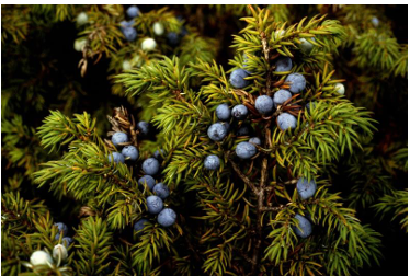 <p>common juniper</p>