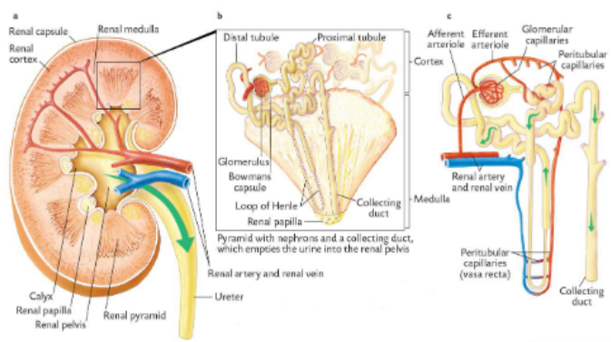 <p>tubulo glomerular feedback - autoregulation 2</p>