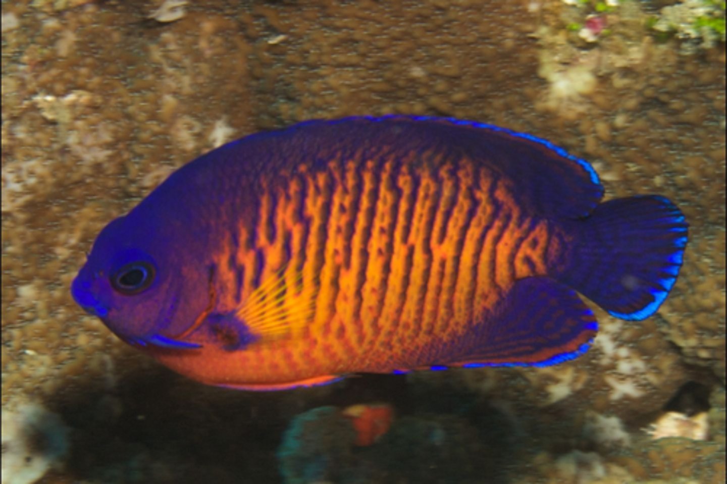 <p>Centropyge bispinosus</p>
