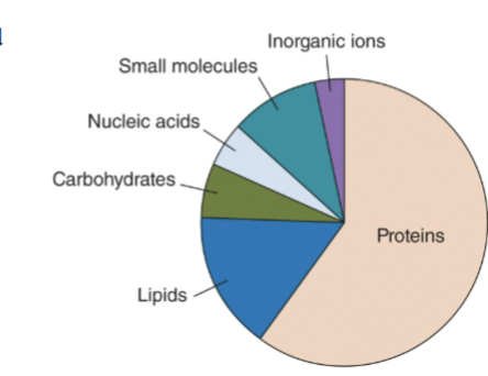 <p><strong>Polypeptides and proteins</strong>, nucleic acids, and polysaccharides. </p><p>Pie chart = composition of biological molecules in a cell. The largest portion is PROTEINS (enzymes structure, transport). Lipids = membranes and energy storage. Carbs = energy and structural materials. Nucleic acids = DNA and RNA. Small molecules => metabolites like amino acids, sugars, ATP. Inorganic ions => ions such as Na+. </p>