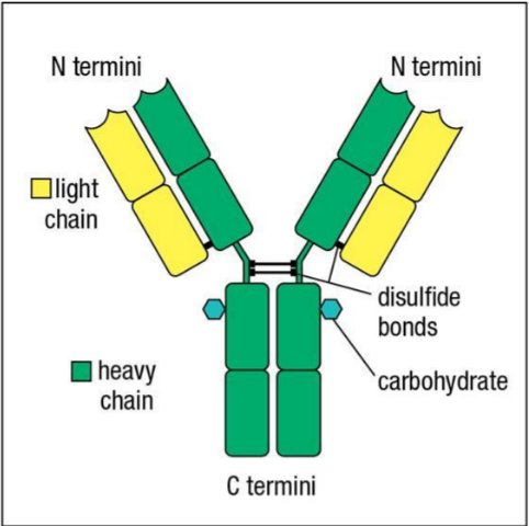 <p>N termini</p>